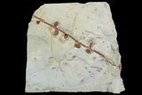 Paleocene Fossil Plant (Unidentified) - Montana #92597-1